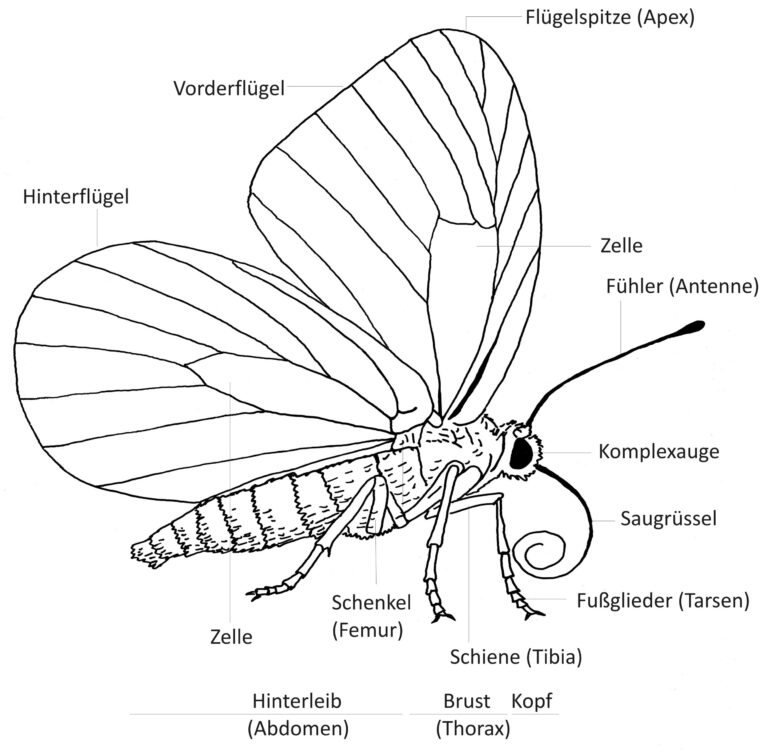 Wie Viel Beine Hat Ein Schmetterling Schmetterling - LPV Unterallgäu
