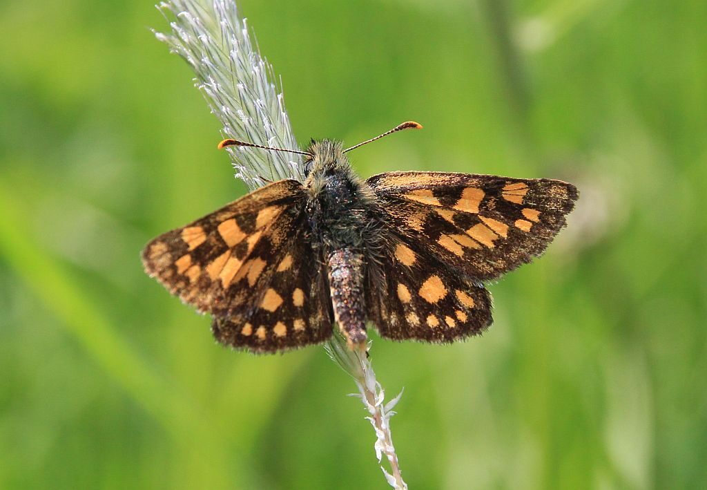 Schmetterlinge Lpv Unterallgau